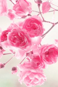 6847756-pink-roses-wallpaper