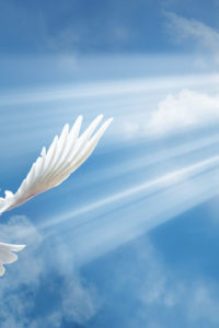 Dove in the air with wings wide open in-front of the sun; Shutterstock ID 192943088; PO: N/A; Job: BULK; Client: N/A; Other: BULK