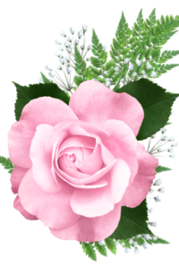 Pink_Rose_PNG_Transparent_Picture