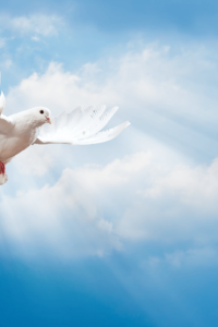 animal-pictures-animals-wallpapers-beautiful-white-dove-blue-sky-clouds-animal-photo