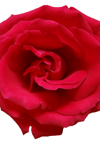 red_rose_png_1_by_mysticemma-d63699y