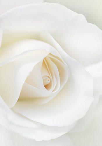 the-white-rose-flower-jennie-marie-schell