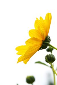 yellow-flower-white-background